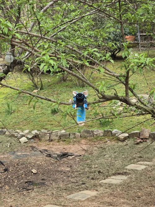 Thumbnail Unexpected Encounter: Wild Protogen in My Backyard by Important_Version741