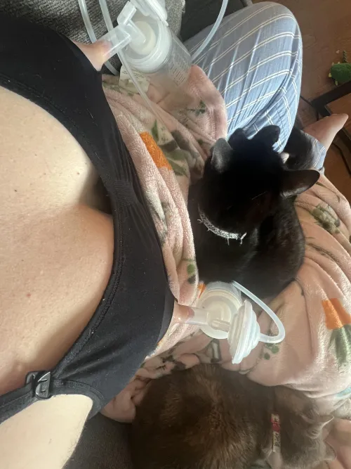 Thumbnail Familiar_Flamingo848: Cats and Pumping Join Forces in EngorgedVeinyBreasts