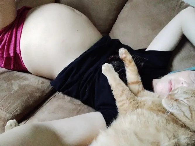 Thumbnail PregnantGlow's Cozy Cuddles with a Pregnant Cat