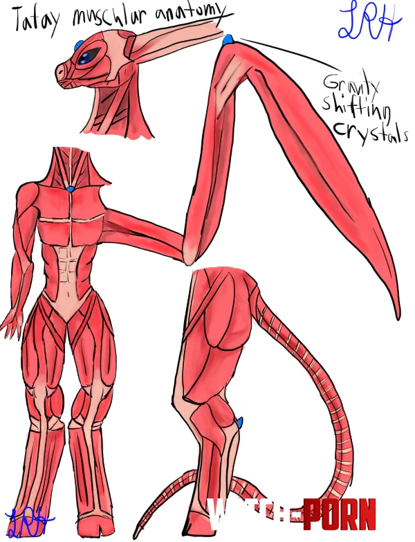 my attempt at making a anatomically correct muscular system of this species i made called a tafay tahfay by LunaRiderHorse