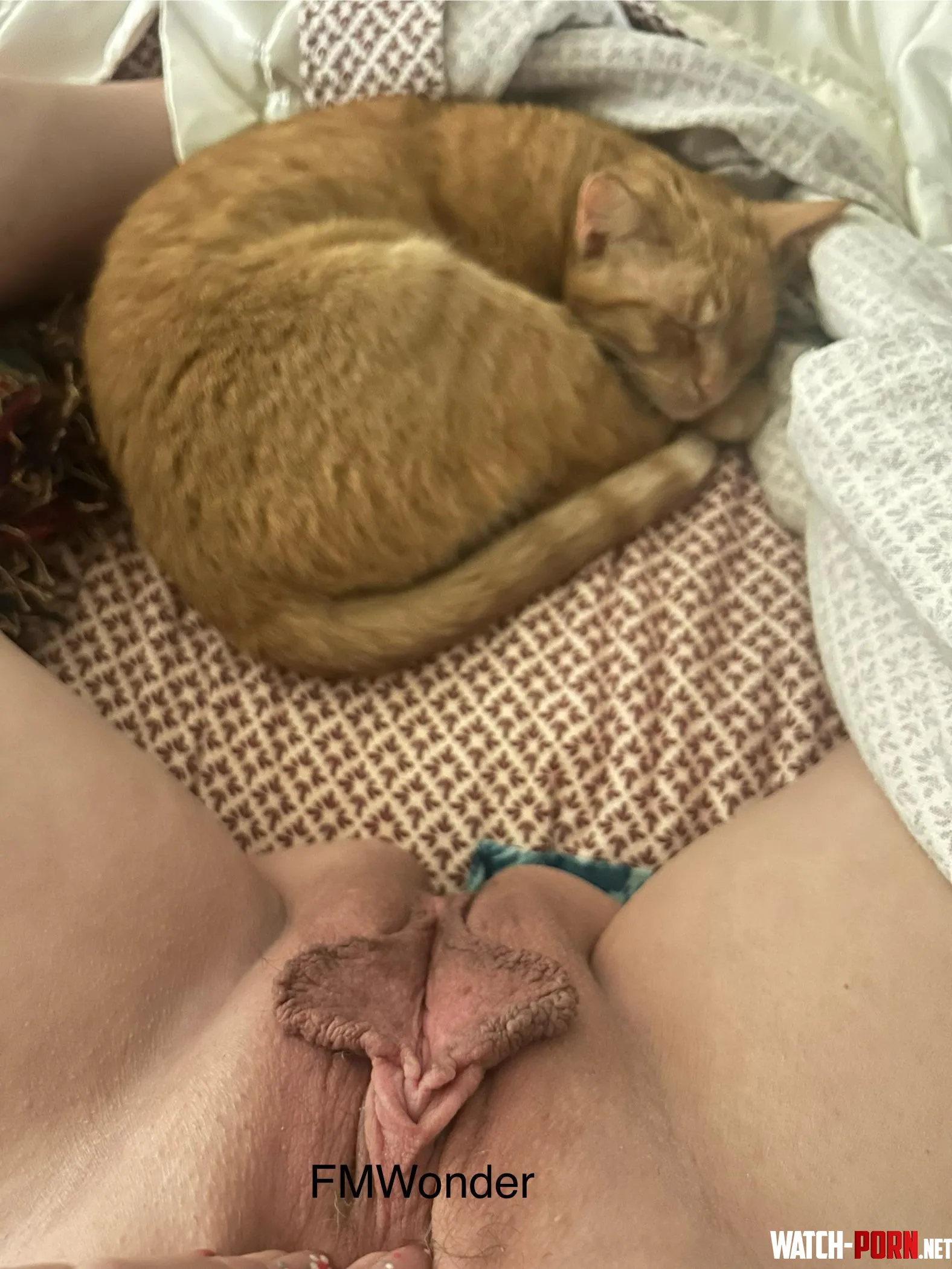 Which pussy do you want by FMWonder