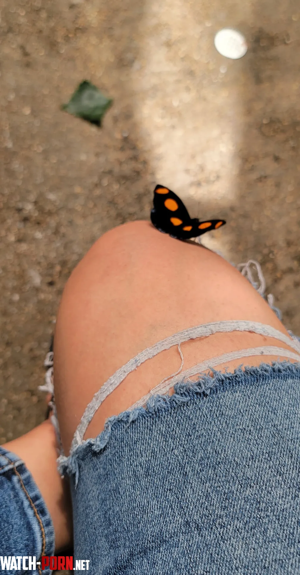Butterfly slight thigh by moistcookieangel