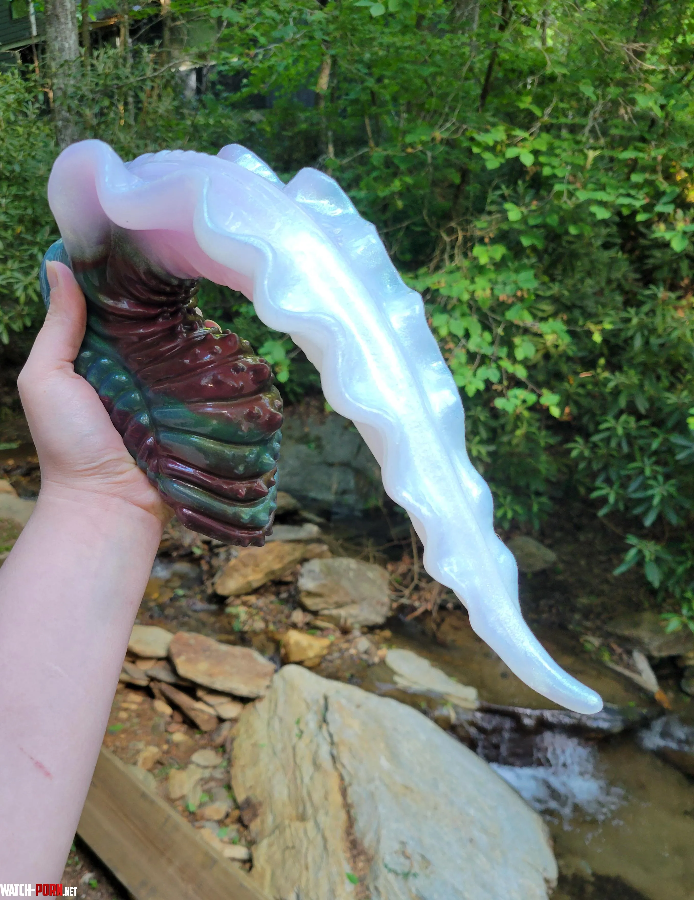 Glorious Scylla ✨️ a beautiful specimen in nature by icedbunbeebee