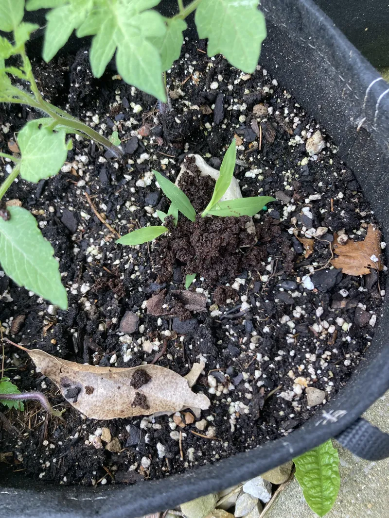 Thumbnail Billthepony123 Seeks Help in Identifying a Ginger Seedling