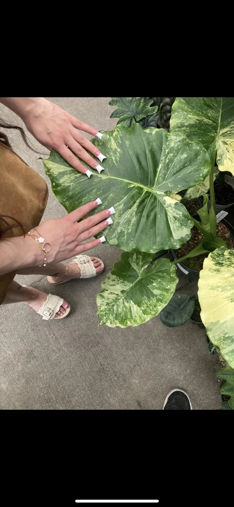 Thumbnail Nails and Plants Addiction Unveiled by Brunettebabe95 - NailFetish
