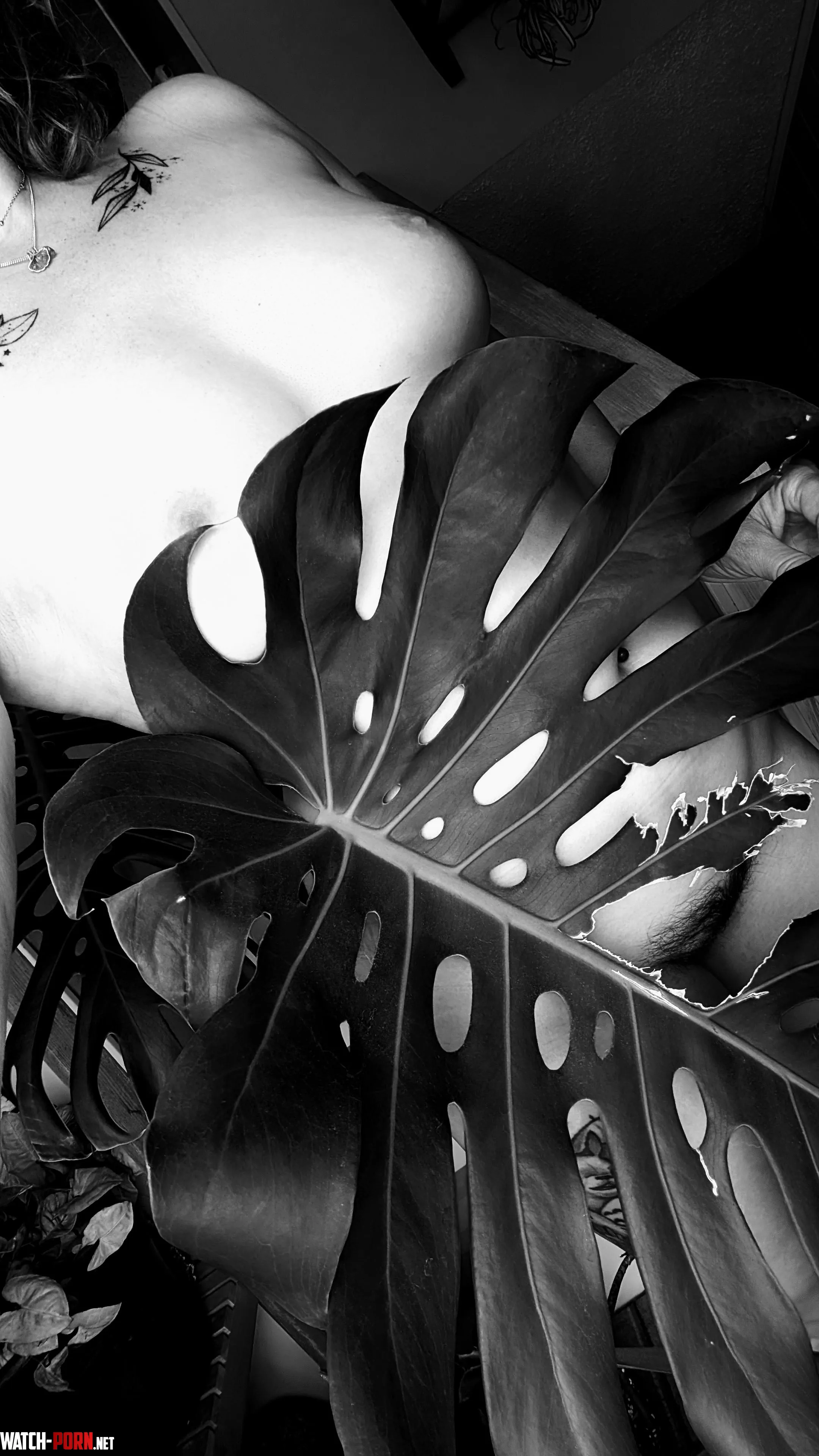Monstera Deliciosa in b&w by Unhappy_North2153