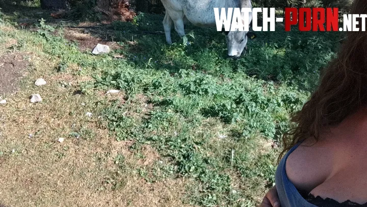 Who likes cows? by GinnyClaire1996