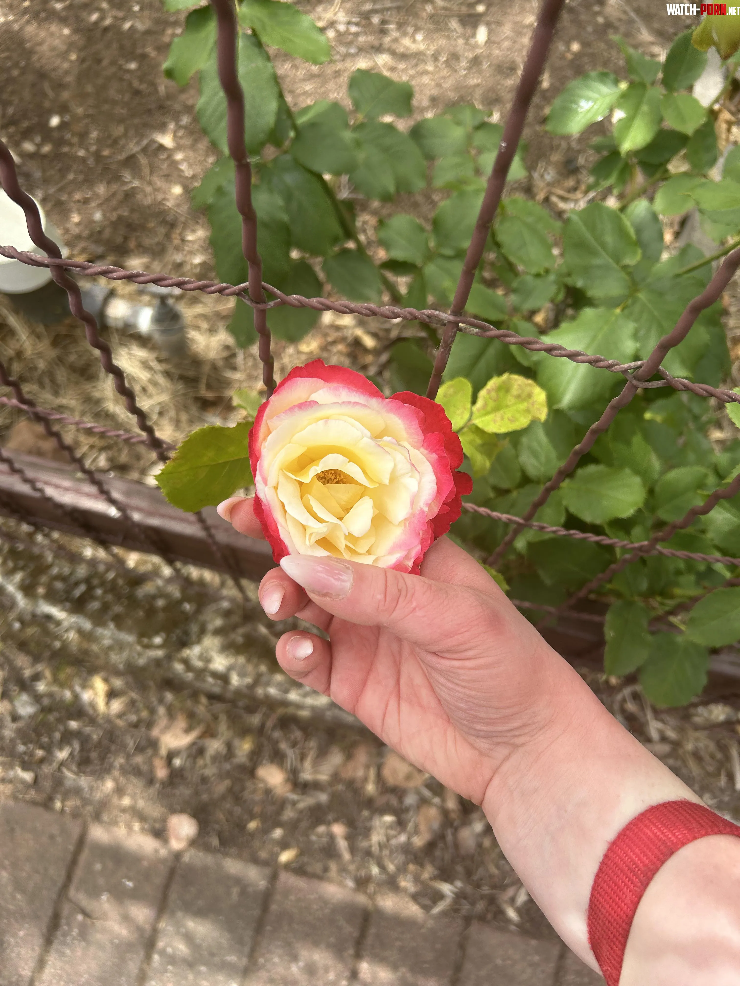 Every rose has it’s thorn, and mine is that I have expensive tastes 🩵 by YourAngelEvelina_