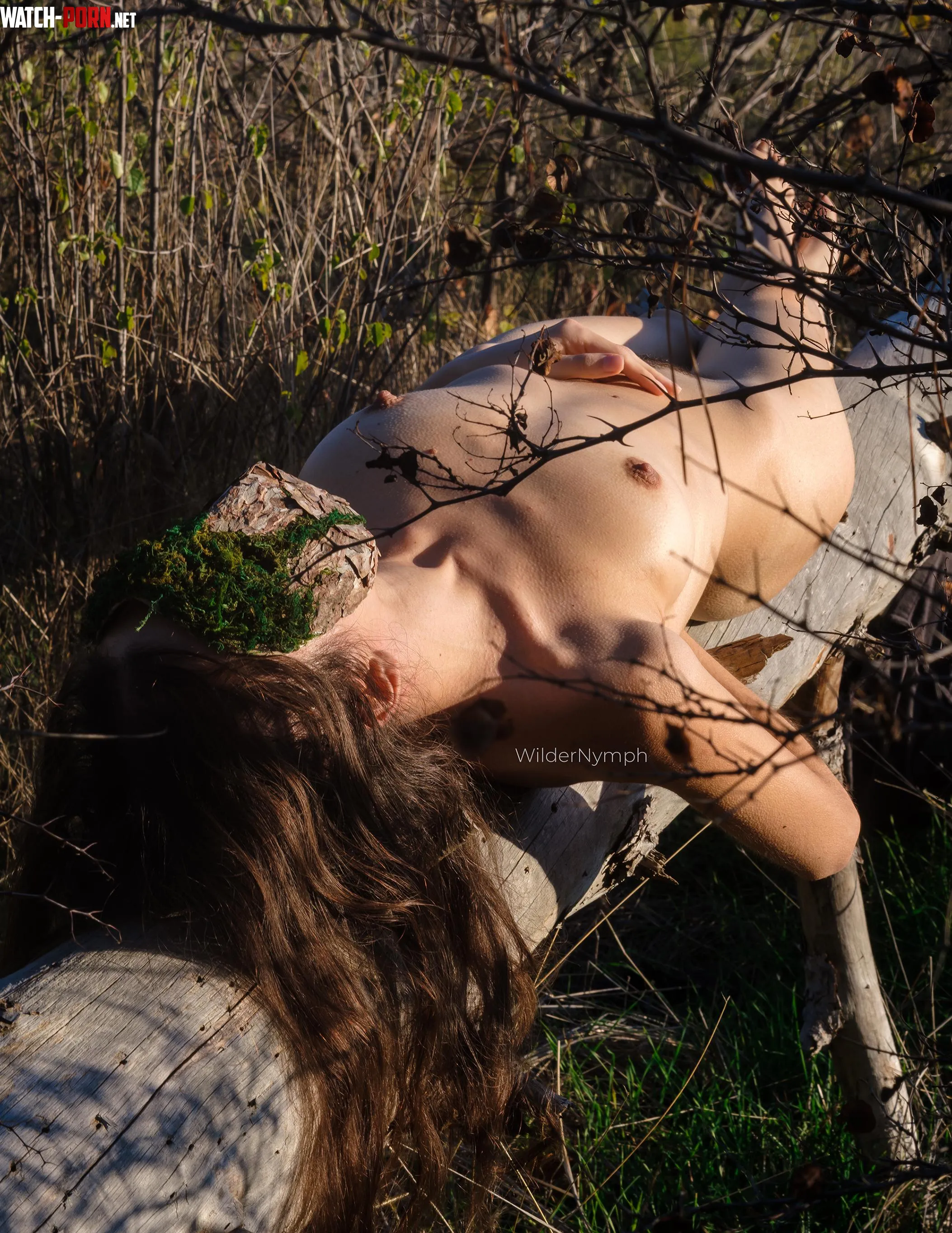 I found a fallen tree to rest on and soak in the warm sunlight by WilderNymph