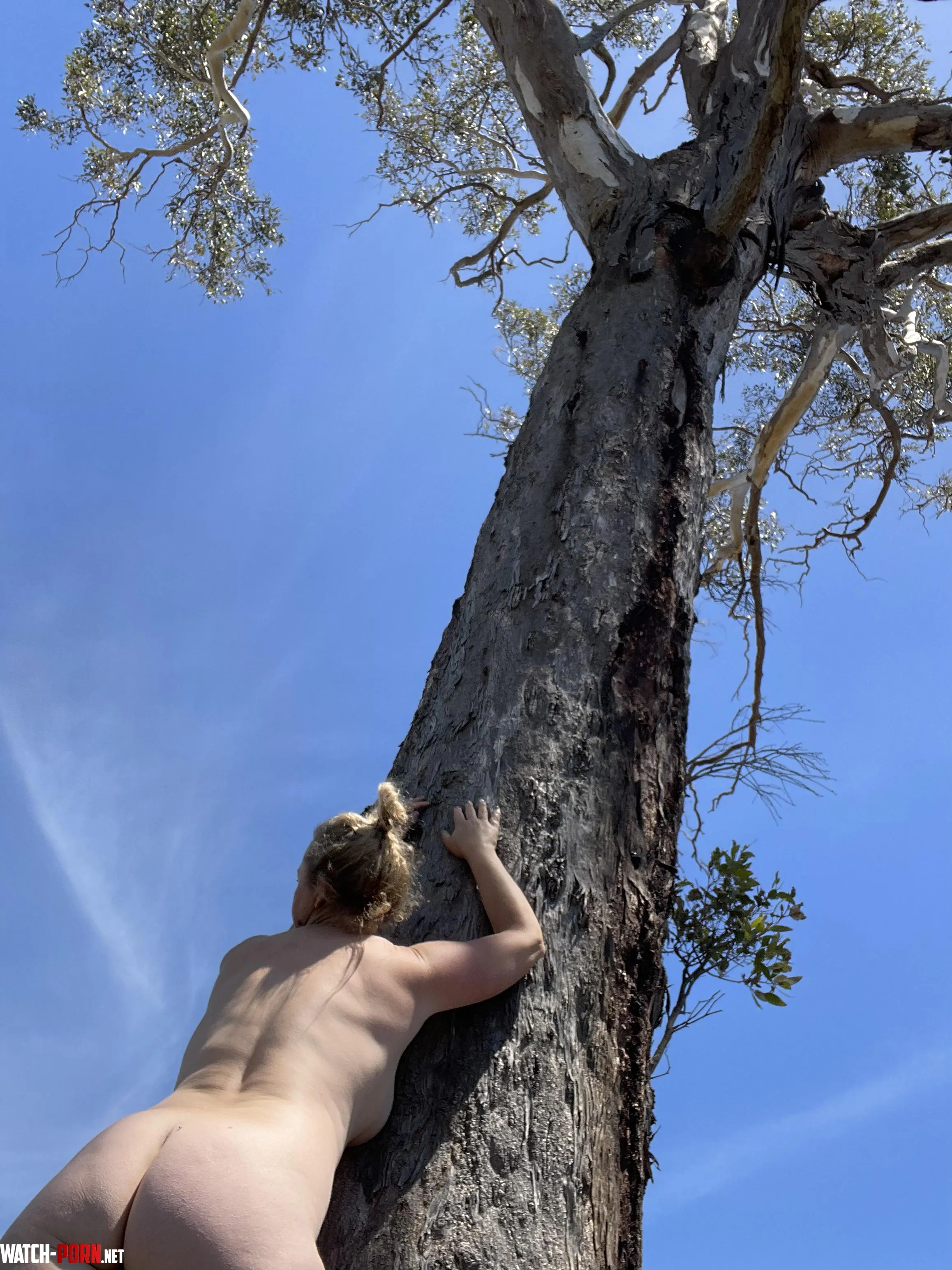 Waiting under the gum tree by AussiegirlOF