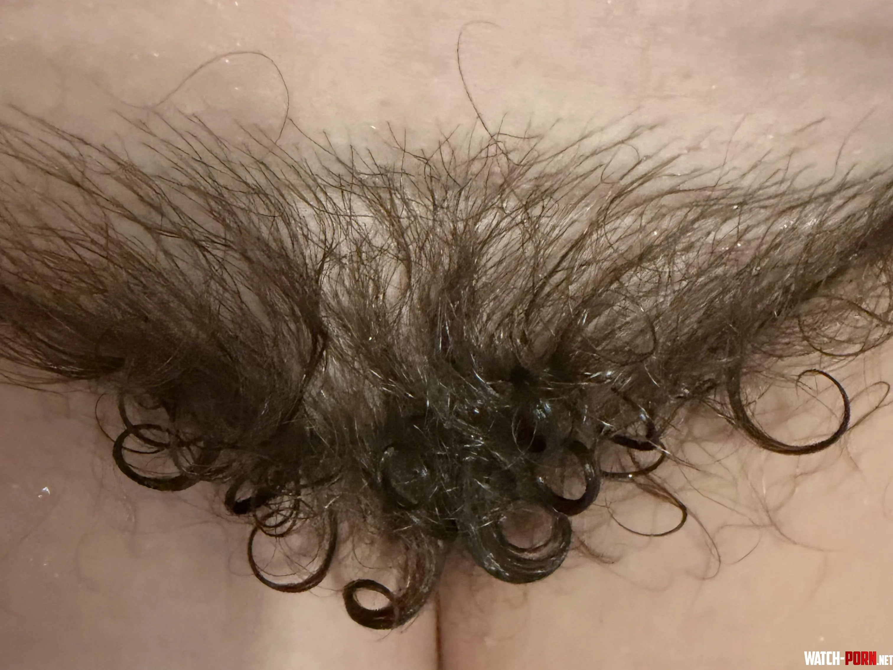 My after shower bush is giving dr suess by curvy_baby