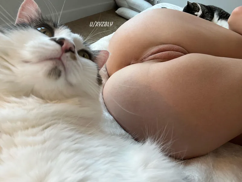 Thumbnail Waiting Kitties for Pets and Kisses: Innie by xyzaly