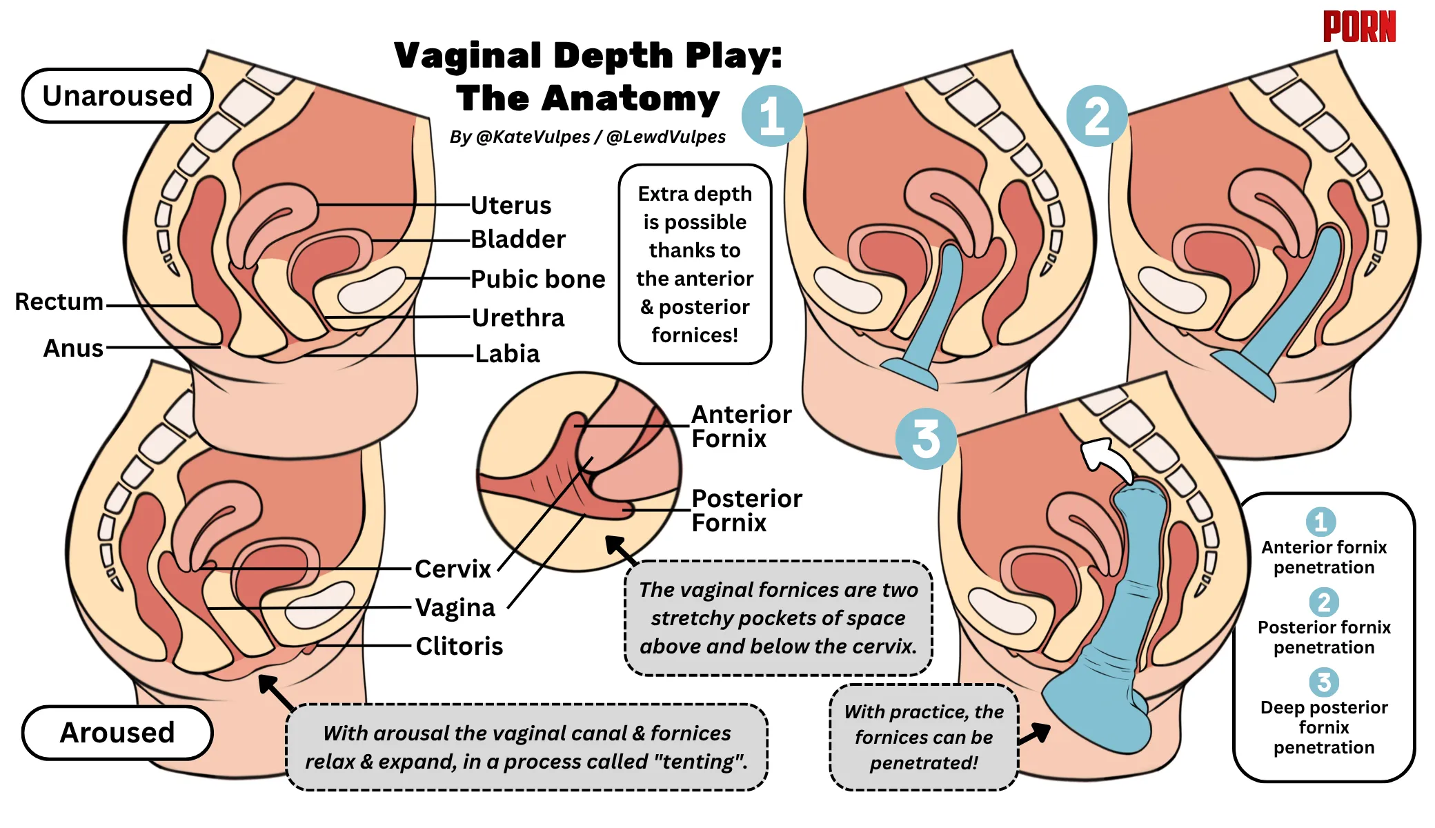 The anatomy of deep vaginal penetration, for anyone curious about how it works! Plus FAQ! by LewdVulpes